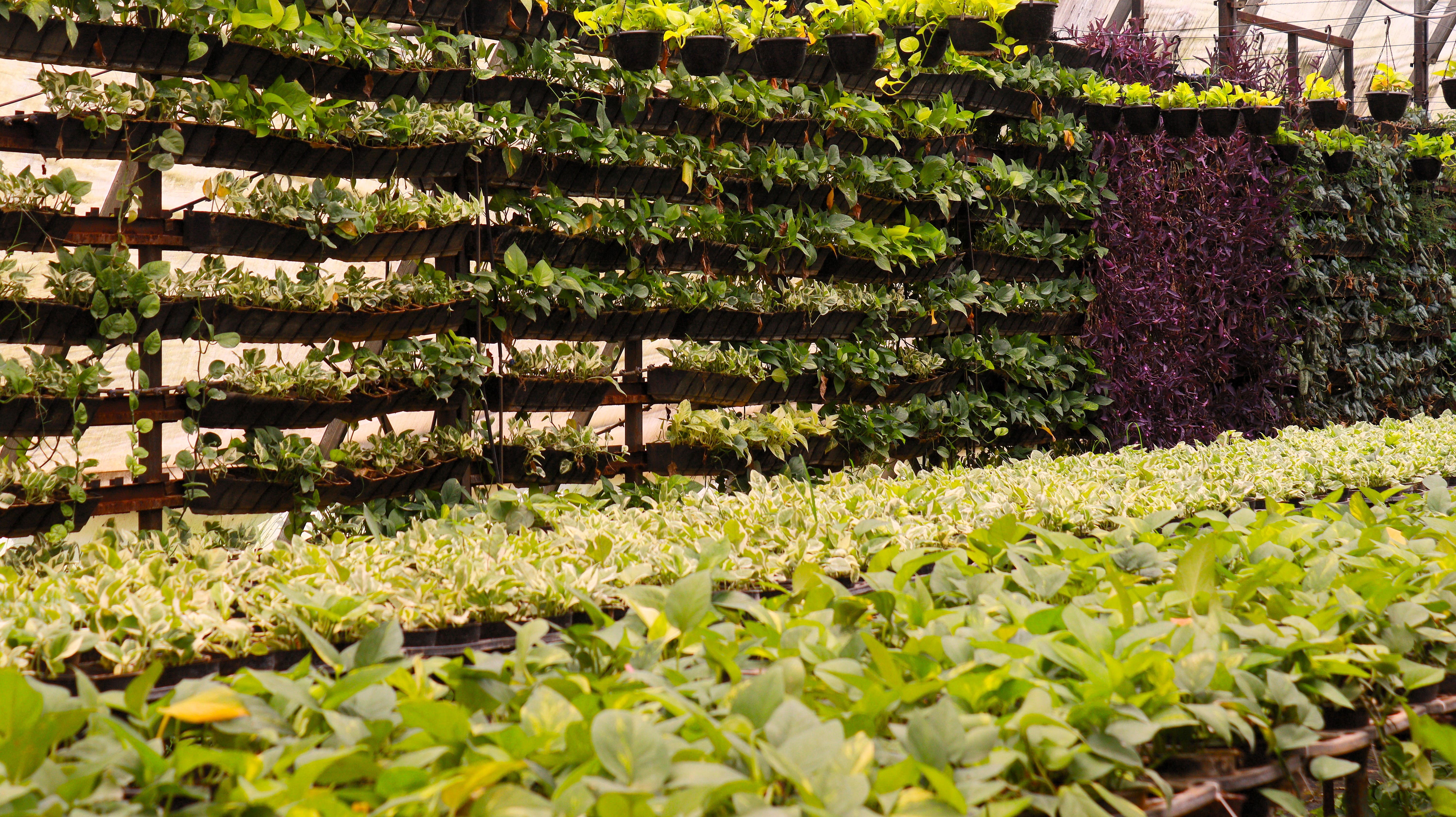 SBL Farm 3